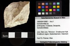 Foto (Objket + Etiketten) von Goniodromites sp. 